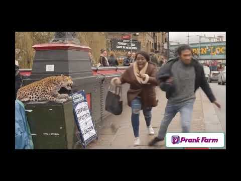 Best Pranks of Leopard