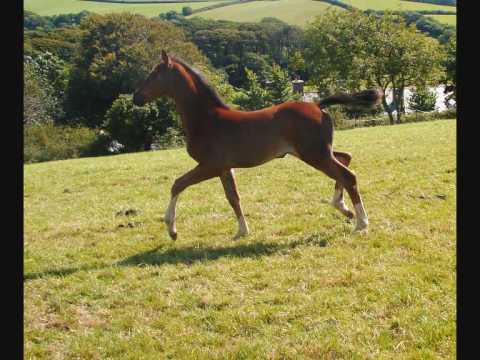 Week Orchard First Love Richelshagen x Fulton Oldenburg foal for sale