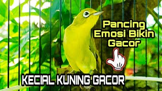 Download lagu KECIAL KUNING GACOR BAGUS BUAT PANCING EMOSI KECIAL MALAS BUNYI IKUTAN GACOR || KECIAL MANJA mp3 Download lagu KECIAL KUNING GACOR BAGUS BUAT PANCING EMOSI KECIAL MALAS BUNYI IKUTAN GACOR || KECIAL MANJA mp3