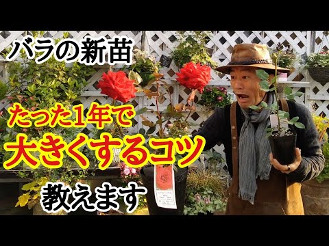 バラの茂みを植えると、屋内のローズヒップが大量に生産されます ローズヒップ