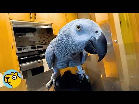 Saved Parrot Becomes A Stand-Up Comedian