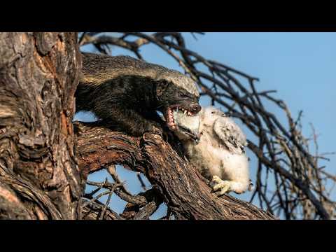 He Stole the Chick—Now the Eagles Are Coming