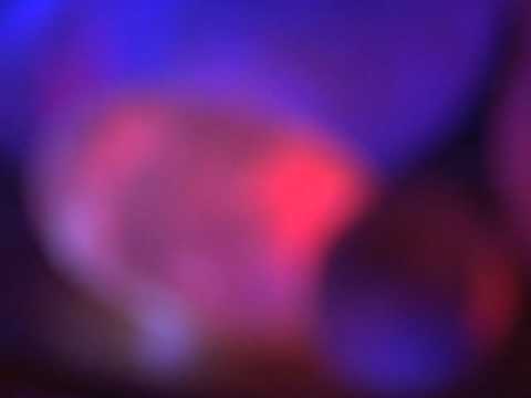 Eumetazoa Crepusculum Lucere