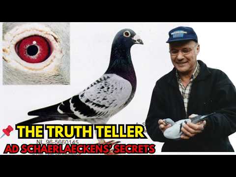 How Ad Schaerlaeckens Transformed the Pigeon Sport | Racing Pigeon Documentary
