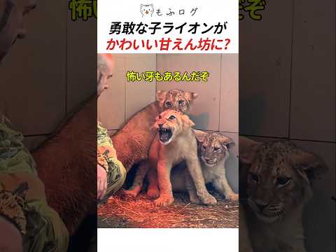 人を見るたびに威嚇していたライオンの赤ちゃんたちの意外なその後