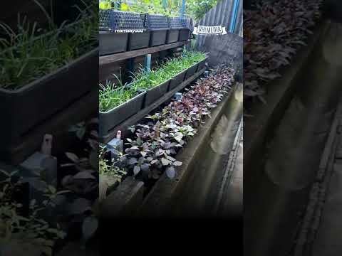 Sebenarnya kita lagi risau fries dari ikan tu 😭🤣 #shorts