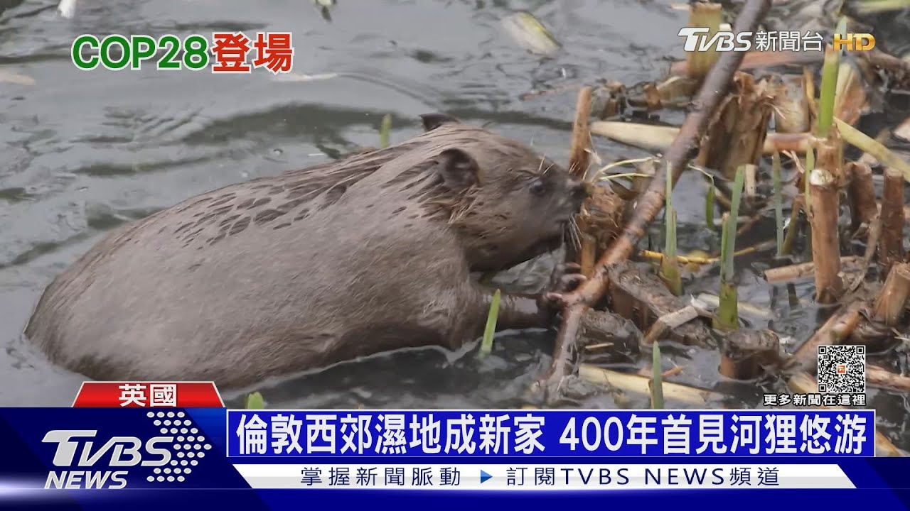 英國復育河狸 絕跡400年再現蹤築起水壩