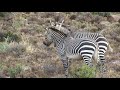 Zebras Talking