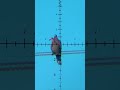 Double Airgun Takedown You Have To See It To Believe It