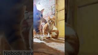 Download lagu Cute Cat #cutecat #cutecatshort #cuteanimals #kucing #kucinglucu #kucingimut mp3 Download lagu Cute Cat #cutecat #cutecatshort #cuteanimals #kucing #kucinglucu #kucingimut mp3