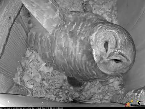 Female Barred Owl Returns To Prey-Littered Nest Box – March 18, 2019