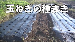 玉ねぎの畝作りと種まき！