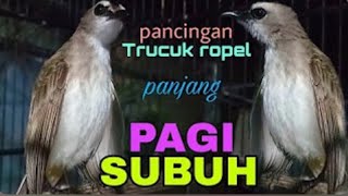 Download lagu PANCINGAN TRUCUK ROPEL PANJANG CENGKOK TERMEDU  SAAT SUBUH mp3
