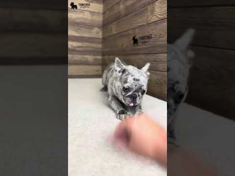 Video 4