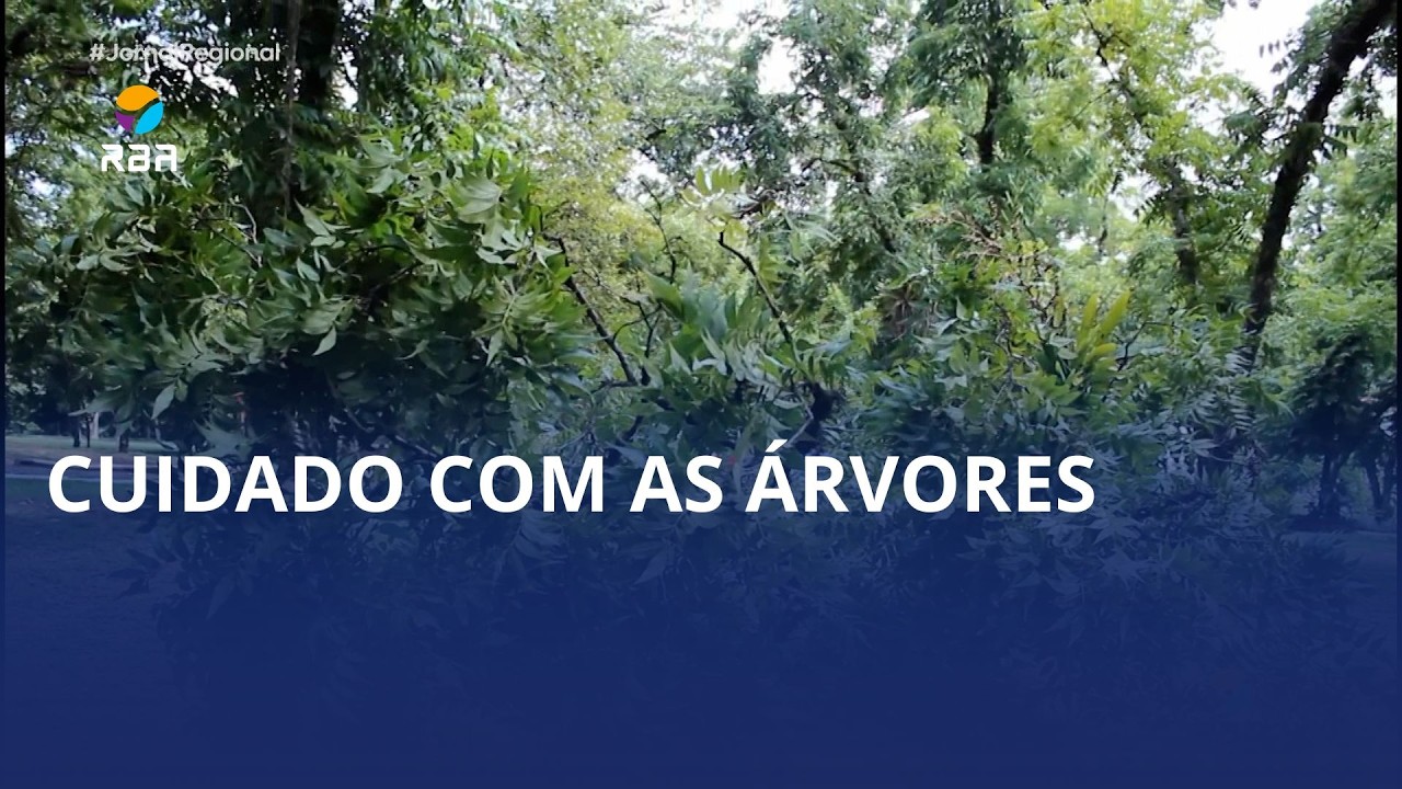 Sua árvore pode estar em risco?