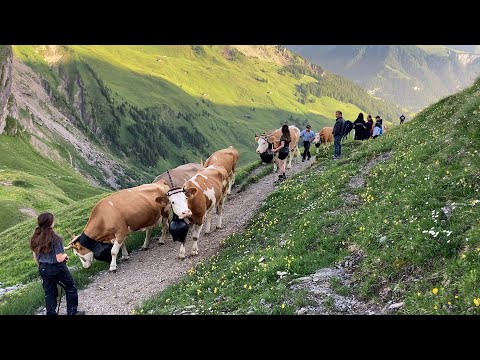Alpaufzug auf die Engstligenalp im Berner Oberland 2022