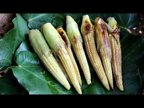 Survival skills: Baby corn grilled on clay for food - Woman cooking baby corn eating delicious Video