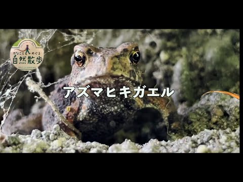 ナッタージャックヒキガエル