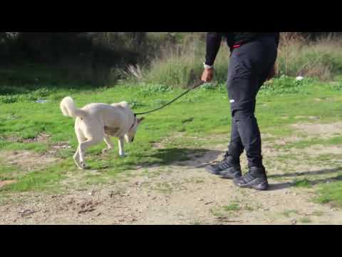 Vídeo de SNOW