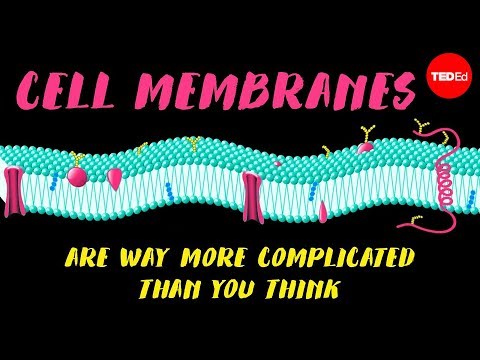 Cell membranes are way more complicated than you think - Nazzy Pakpour