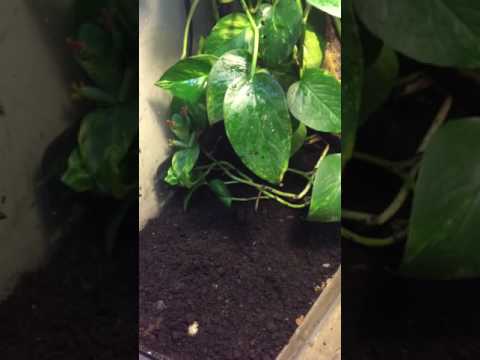 Frog tank clean soil