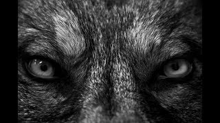 Big Wolf - Nese Nuk E Din