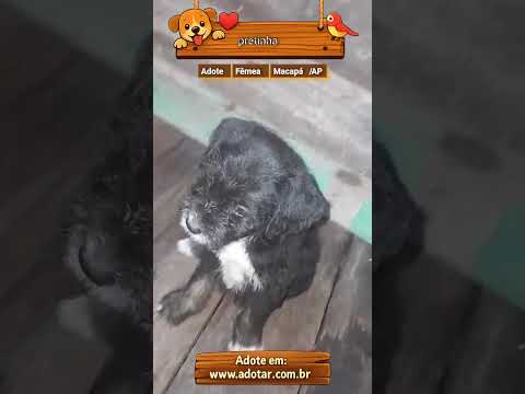 Vídeo de pretinha
