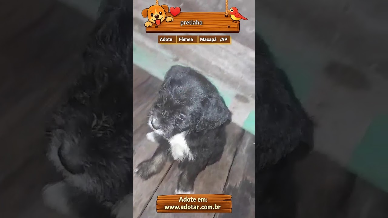 Cachorro raça SRD-ViraLata idade Abaixo de 2 meses nome pretinha