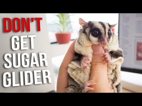 Sugar Glider