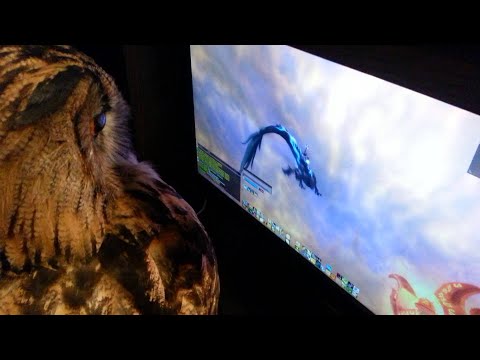 Owl Really Wants To Play Video Game || ViralHog