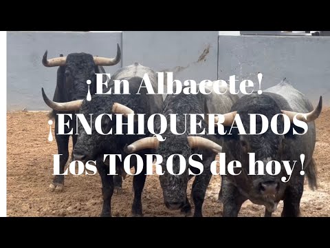 ¡En Albacete! ENCHIQUERADOS  Los TOROS