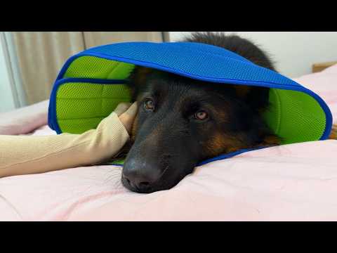 Tiger’s Health Journey: From Diagnosis to Surgery & Recovery