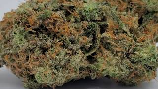 Marijuana Flower Preview- Rockstar- Pink Llama ( Enigma Extracts)