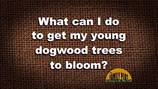 Q&amp;A – How do I get my dogwood tree to bloom?