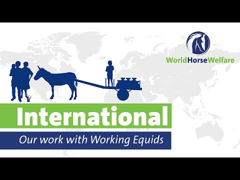 Our work with Working Equids