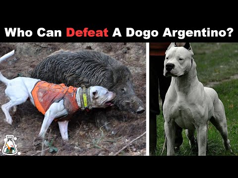 6 Powerful Dog Breeds That Could Overcome a Dogo Argentino - Video  Summarizer - Glarity