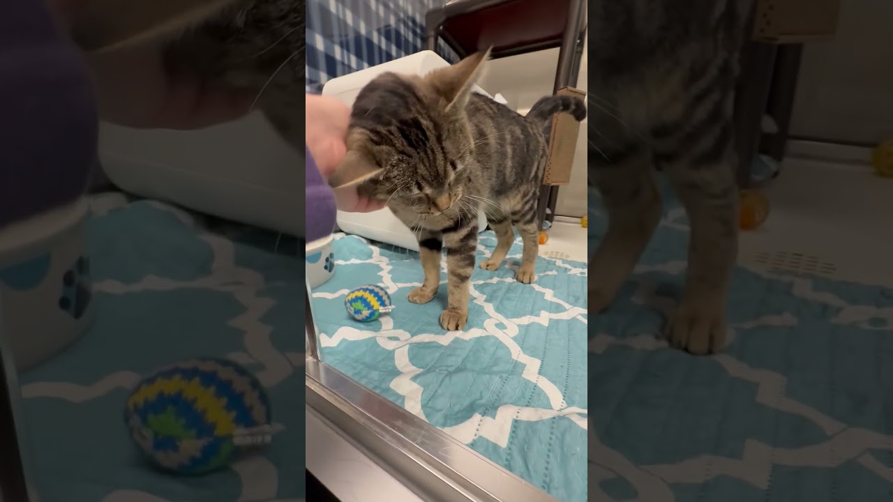 Galaxy - gorgeous little playful sweetheart!, a ADOPTABLE Tabby in Oshkosh, WI video 6/6