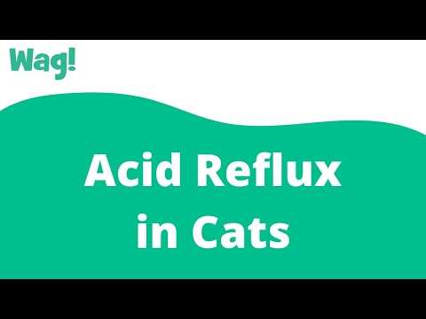 YouTube video about: What to feed a cat with acid reflux?