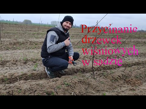 Pierwsze cięcie wiśni 🍒