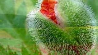 Memory - Lesley Garrett