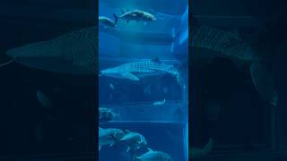 ジンベエザメ&アカシュモクザメとその他大勢【海遊館】