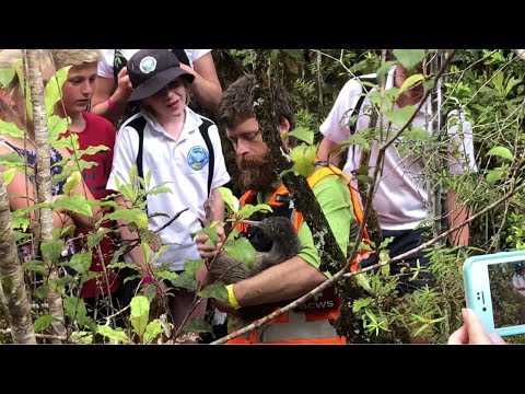 Rowi kiwi release near Fox Glacier