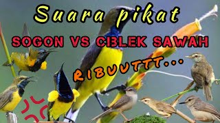 Download lagu Pikat Sogon vs Ciblek sawah. super rriibuuutt.. mp3 Download lagu Pikat Sogon vs Ciblek sawah. super rriibuuutt.. mp3
