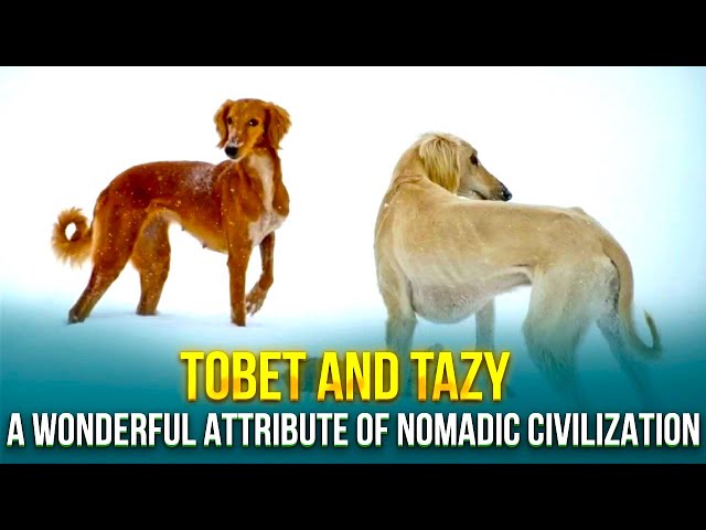 Tobet and Tazy. A wonderful attribute of nomadic civilization
