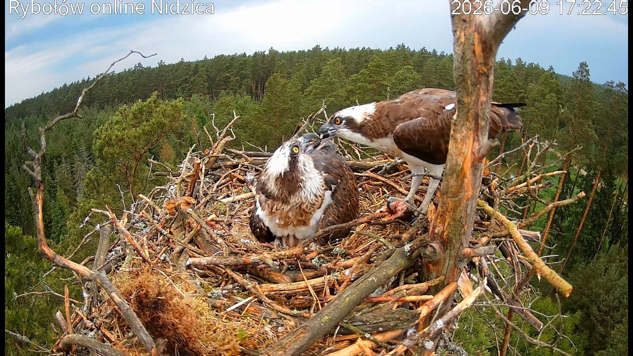 Live webcam view of Nido de Águila Pescadora, Nidzica
