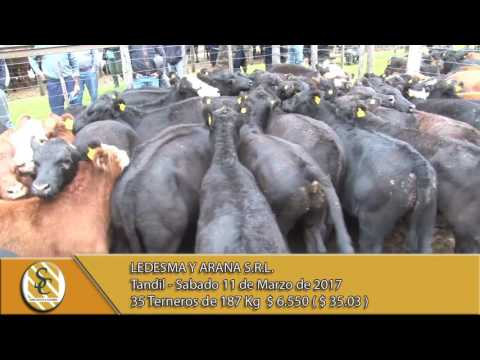 11-03-17 Venta de Machos - Ledesma y Arana S.R.L. - Tandil