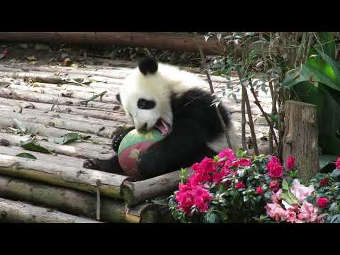 Giant Panda Cub Plays with Ball