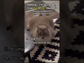 Ranking I M So Hungry I Can Eat A Cat Moments