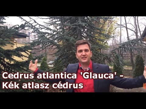 Cedrus atlantica 'Glauca' - Kék atlasz cédrus