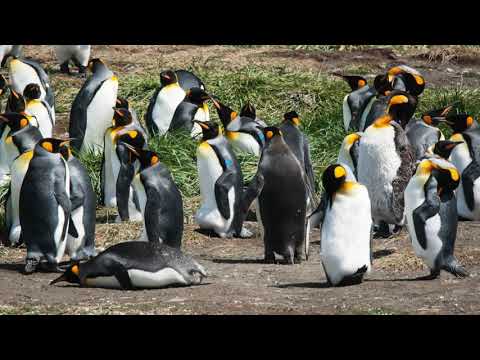 2016.12. Chile / Königspinguine auf Feuerland / www.tio-on-tour.de